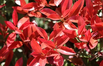 alev-agaci-photinia-serratifolia.jpg