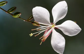 Gavura Çiçeği 