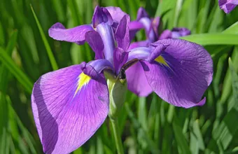 iris-purple.jpg