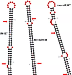 RNA models are seen.